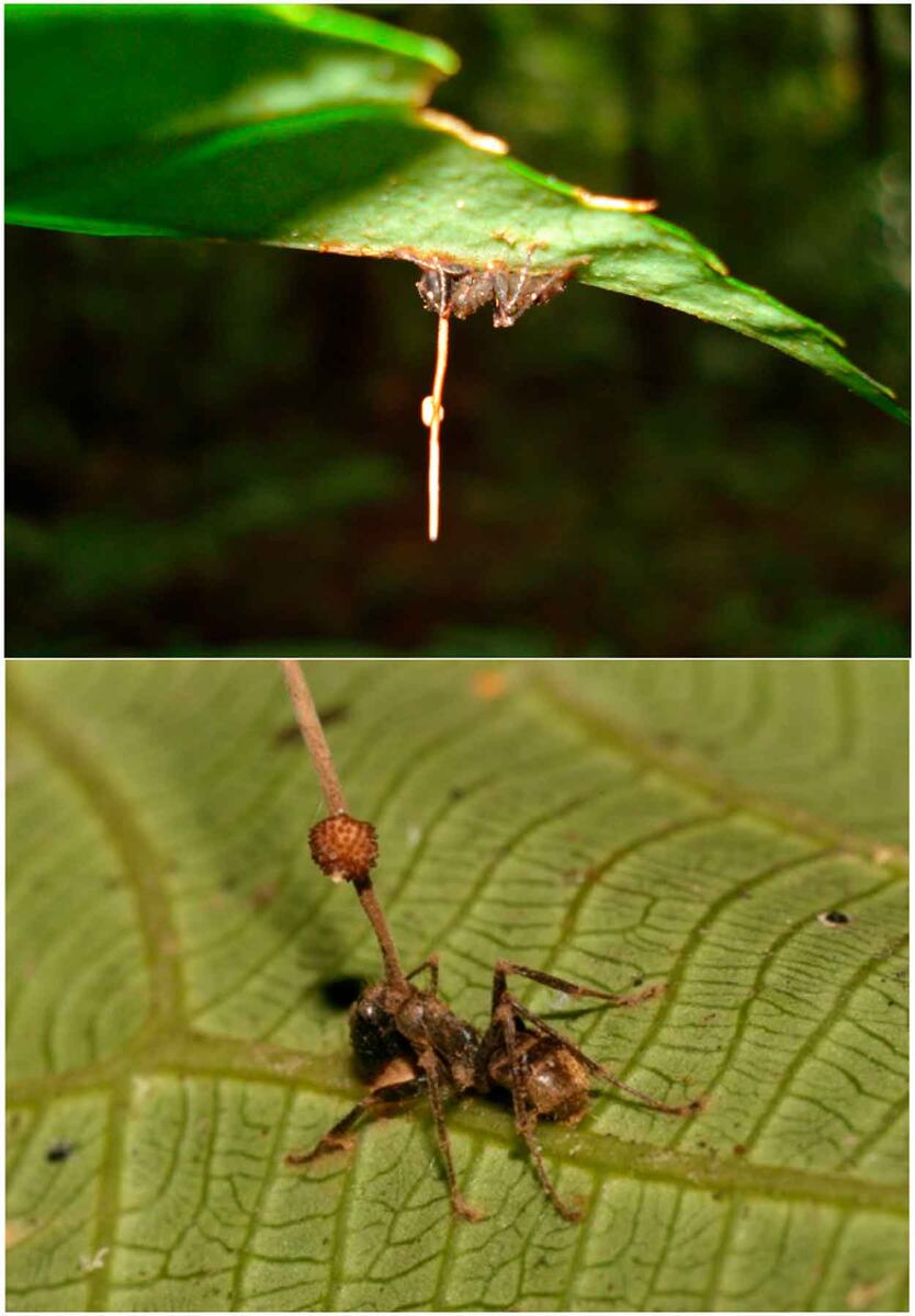    Мертвые муравьи, зараженные Ophiocordyceps unilateralis / © David R. Díaz-Guevara