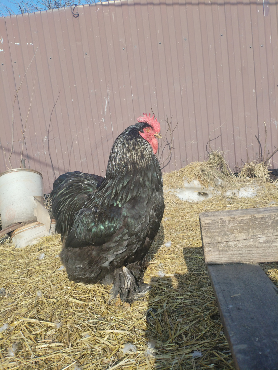 Жених для наших кур