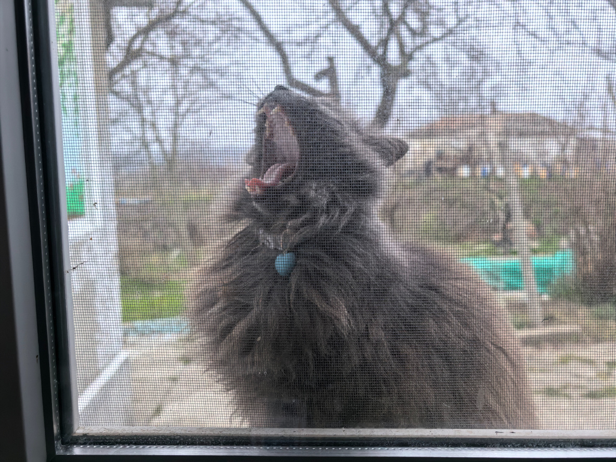 Хозяини-и-и-н!