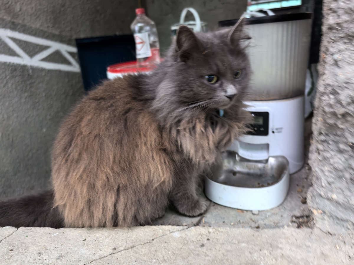 Где корм, я тебя спрашиваю?