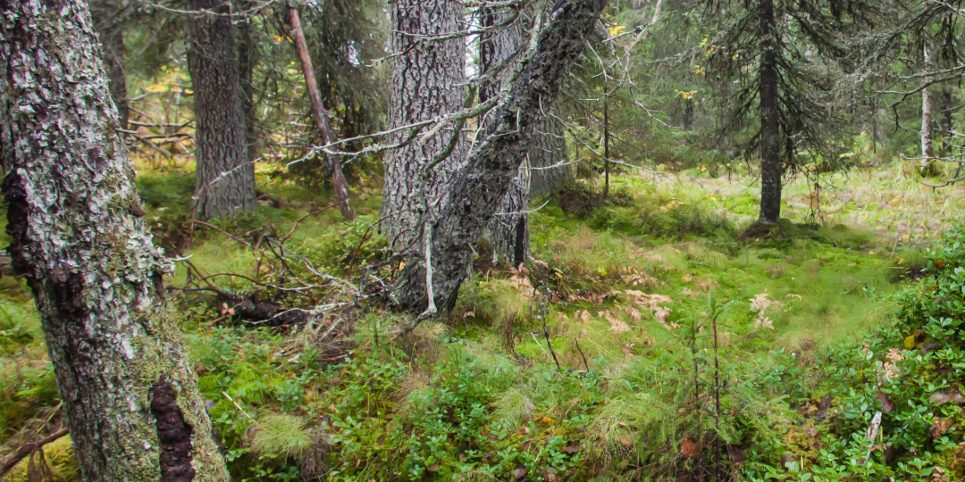 💚🌲 Дружеское напоминание: сегодня Международный день лесов