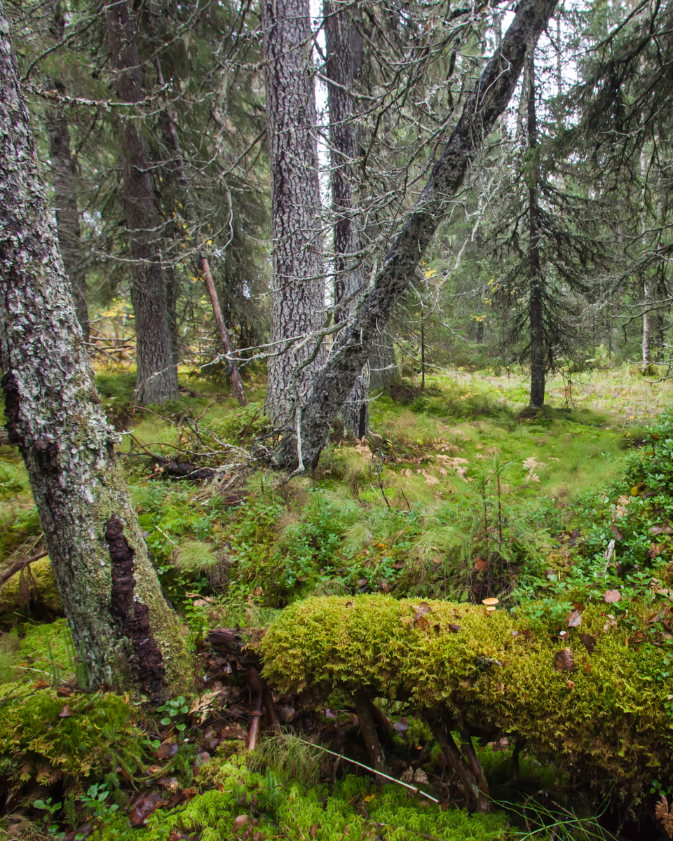 Фото: Вилен Лупачик, Татьяна Хакимулина, Игорь Подгорный / ЗКК