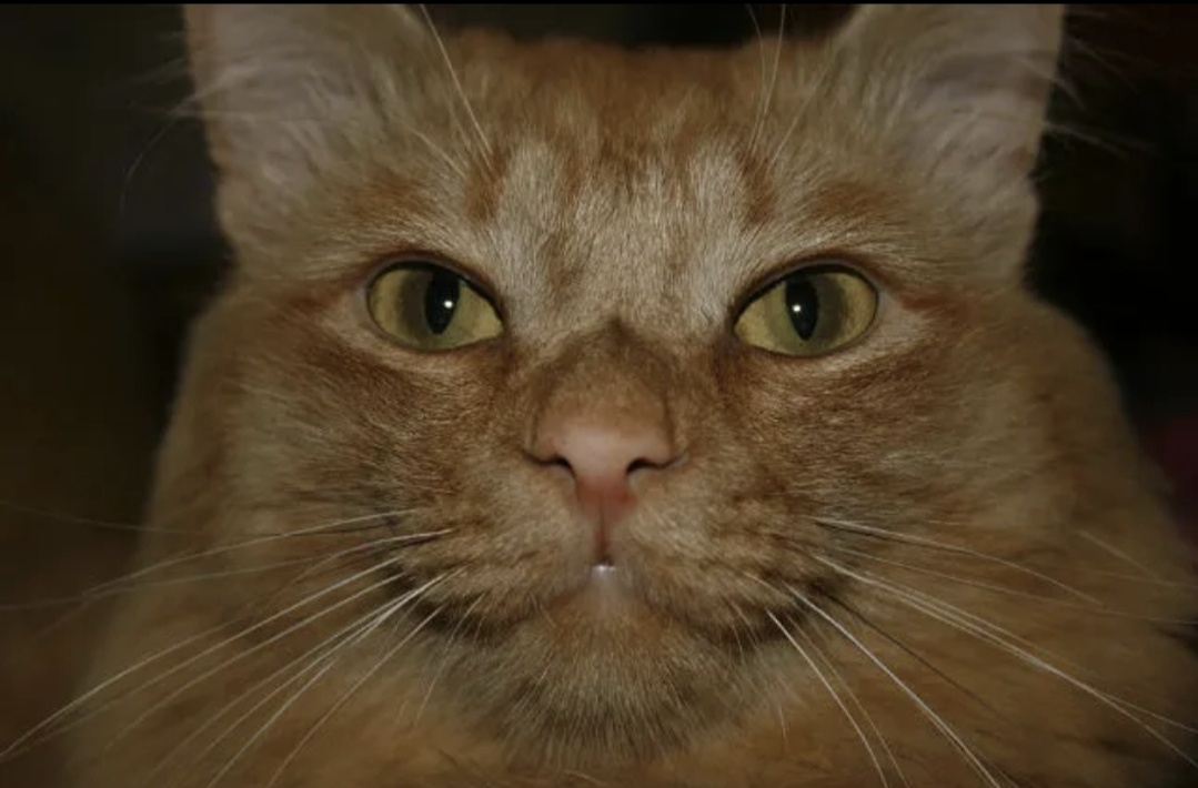 Яндекс - мой вдохновитель и счастливая звезда