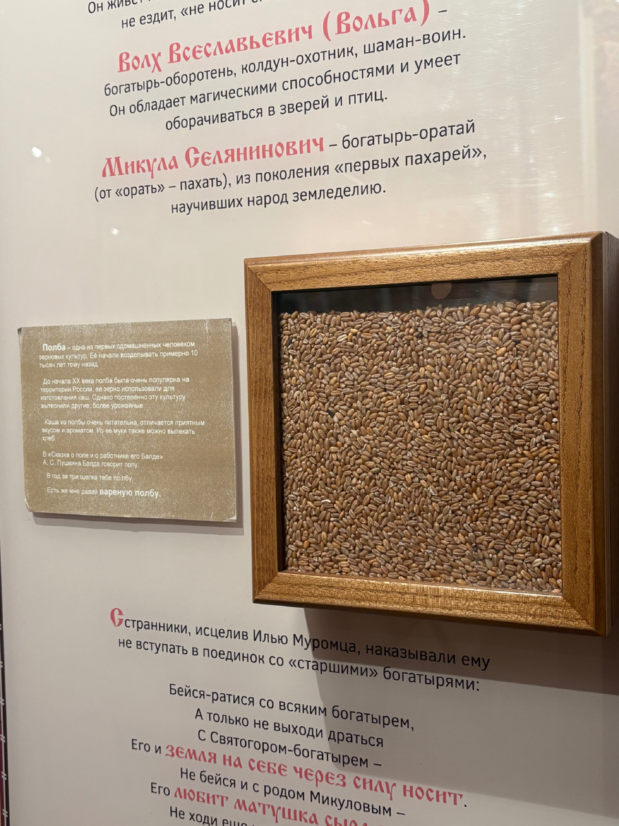 Полба — всему голова