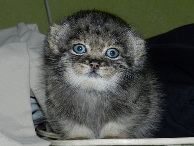 Осиротевшего манула нашли в старом вагоне: как сибирская семья выходила дикого котенка