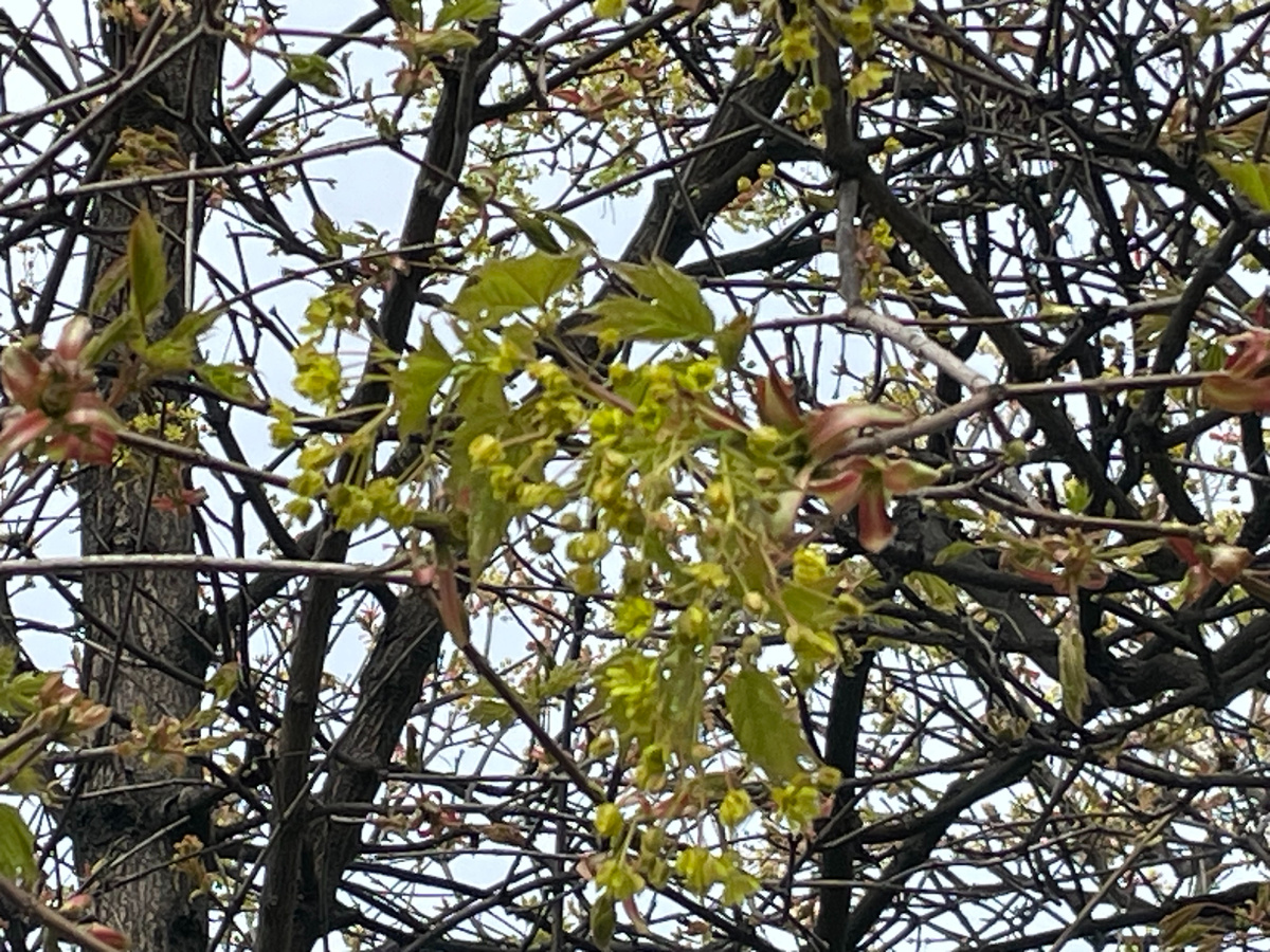 🌳 Клён 🍁 цветёт