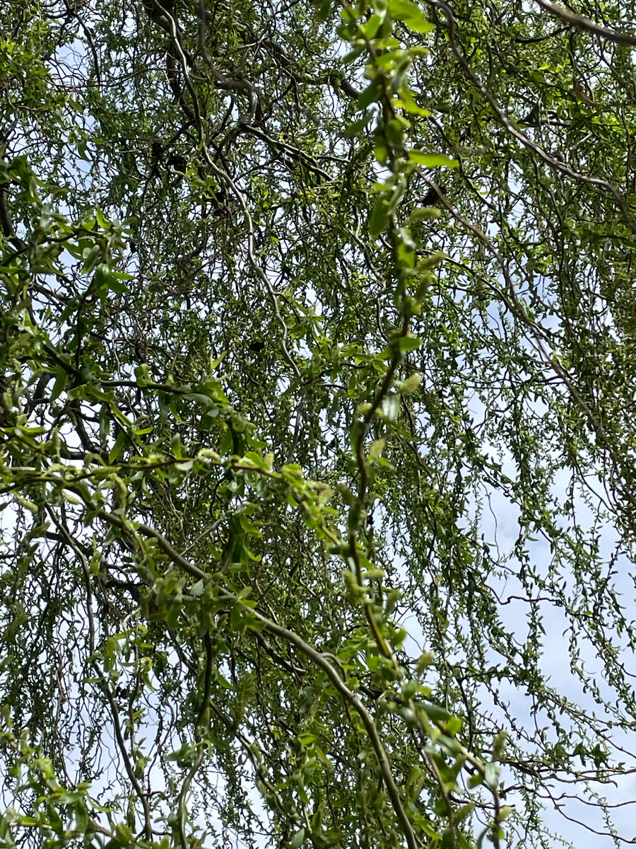 🌳 Ива цветёт