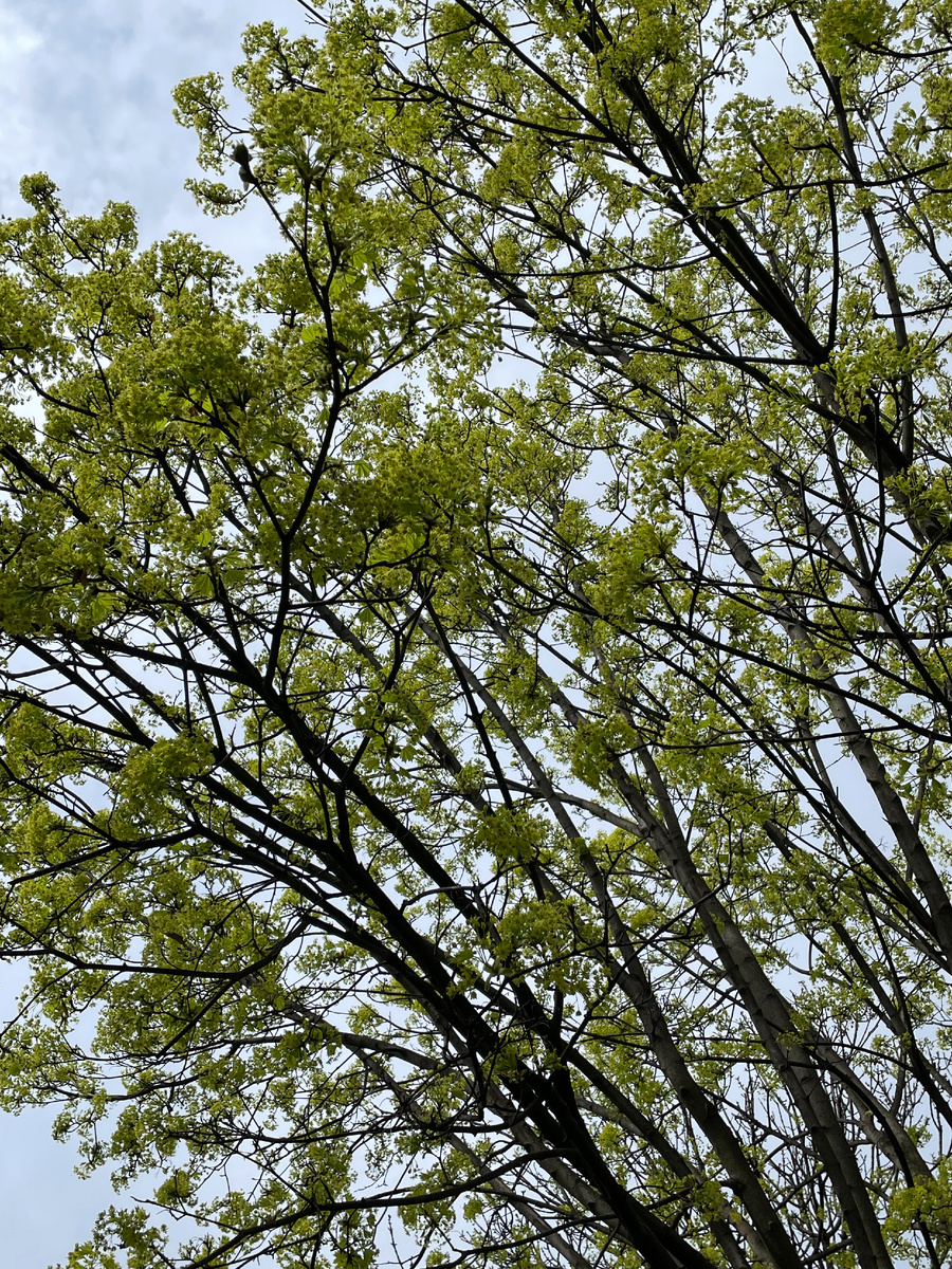 🌳 Клён 🍁цветёт. Листайте вправо, чтобы увидеть больше фотографий