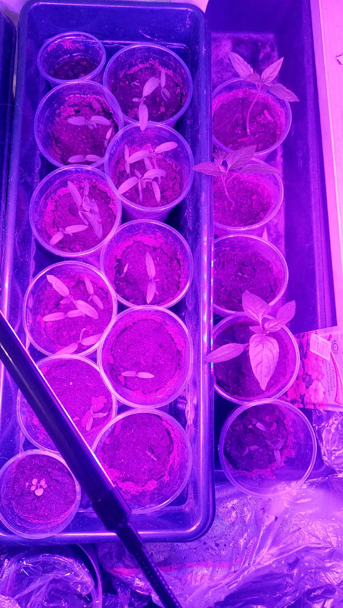 Счастье моё сейчас). 