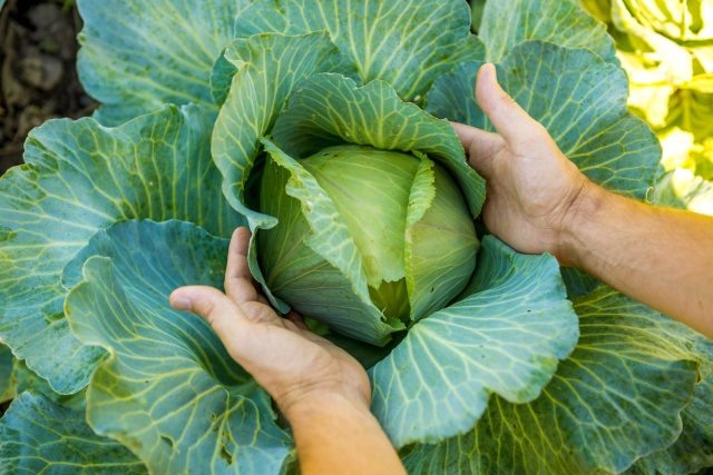 10 лучших сортов ранней капусты: собираем урожай уже в июне  📷
