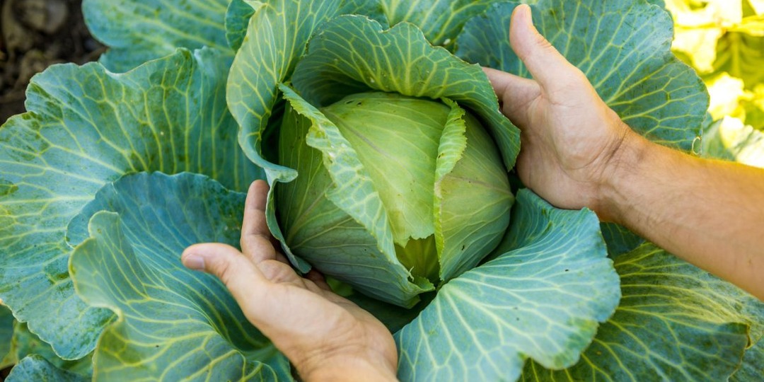10 лучших сортов ранней капусты: собираем урожай уже в июне