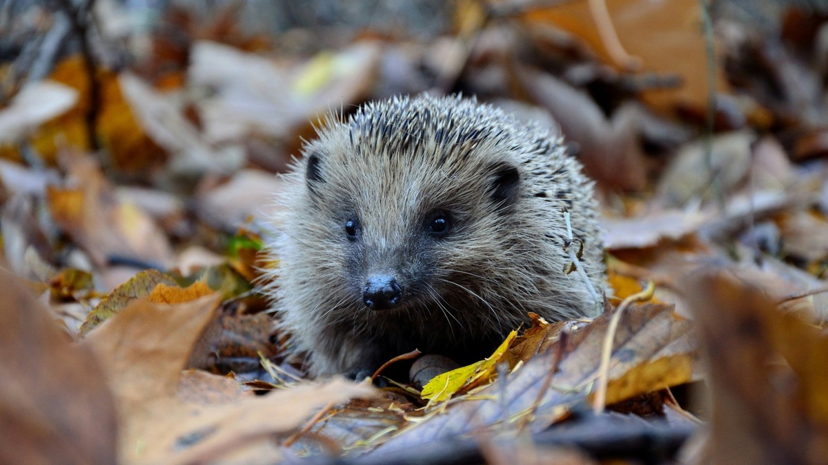    Ежиные убежища максимально естественны и потому уязвимы для капризов погоды