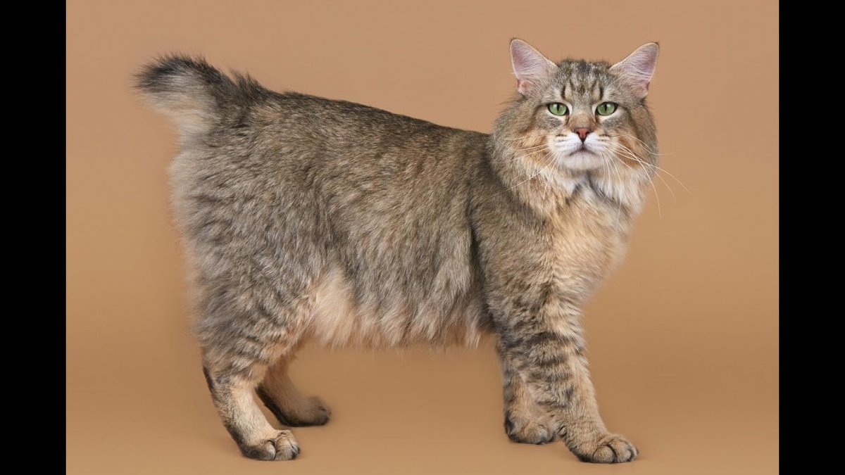 Если вы когда-нибудь мечтали о кошке, которая выглядит как маленькая рысь, но обладает мягким, собачьим характером — пиксибоб создан для вас. Эти удивительные животные сочетают в себе дикую внешность североамериканского хищника и невероятную преданность домашнего любимца. Короткий хвост, кисточки на ушах, мощные лапы с лишними пальцами и загадочный прищур — всё в них напоминает о лесных тайнах. Но за суровой внешностью скрывается одно из самых ласковых и тактичных созданий в кошачьем мире.