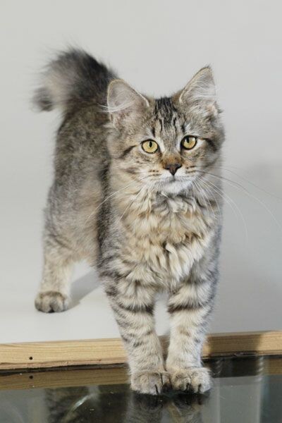 Пиксибоб — это выбор для тех, кто:· мечтает о кошке с дикой, экзотической внешностью;· готов к преданному, «собачьему» характеру;· ценит тактичность и ненавязчивость в питомце;· хочет редкую породу и готов ждать котёнка;· не планирует заводить других животных (пиксибобы — собственники).Он не подойдёт:· тем, кто часто принимает гостей (кошка будет прятаться);· тем, у кого уже есть другие кошки или собаки (возможны конфликты за внимание);· тем, кто ищет кошку-«плечевую», готовую сидеть на руках у всех подряд.Но если вы готовы подарить своё сердце этому «короткохвостому эльфу» — будьте уверены, он ответит вам безграничной преданностью. И, возможно, однажды вы проснётесь и увидите, как ваша домашняя «рысь» ловко открывает дверцу шкафа своей многопалой лапкой, чтобы достать игрушку. Потому что пиксибобы умеют удивлять.А вы знакомы с этой породой? Или, может быть, вы счастливый обладатель такого «эльфа»? Делитесь в комментариях! 🐱