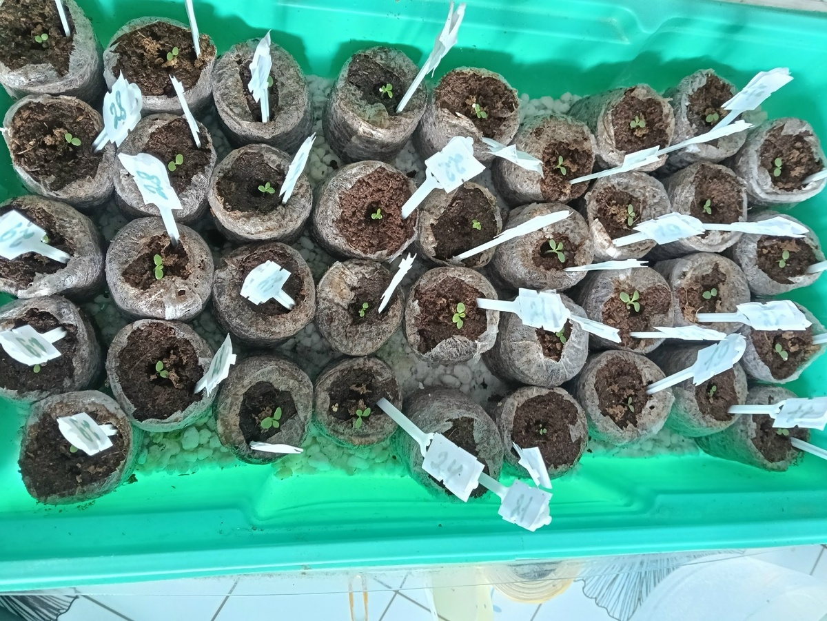 Именно в таком возрасте рассады я убрала укрытие у парничка, что сдедада абсолютно зря! Век живи - век учись!