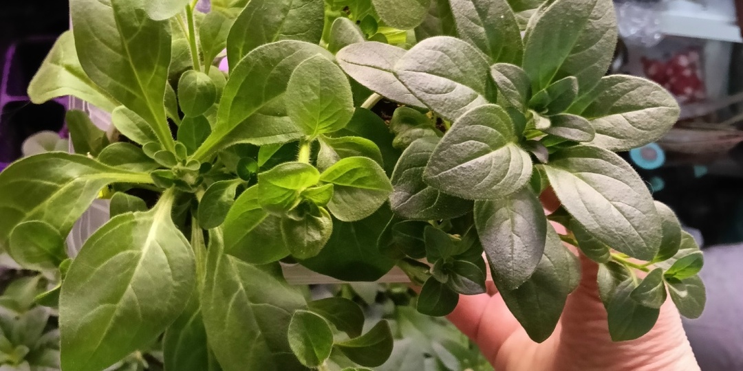 О бедной петунии замолвите слово...