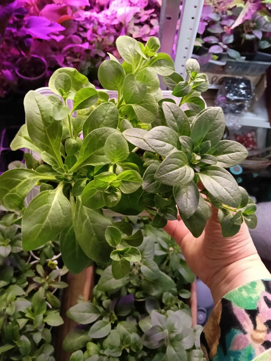 Примерно так сейчас выглядят петунии, посаженные 6 января. (примерно 2 месяца и неделя от всходов)