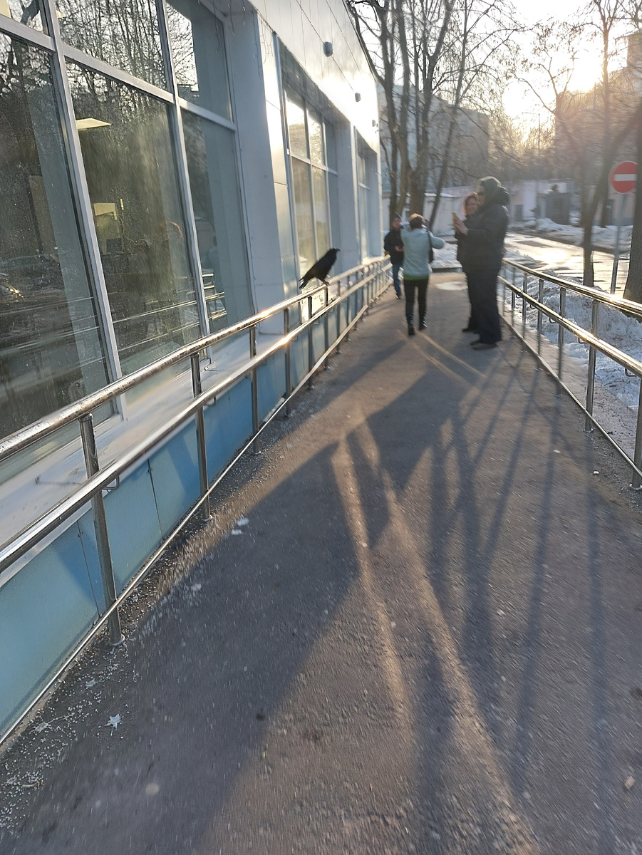 Фото автора. Наш знакомый ворон Гриша