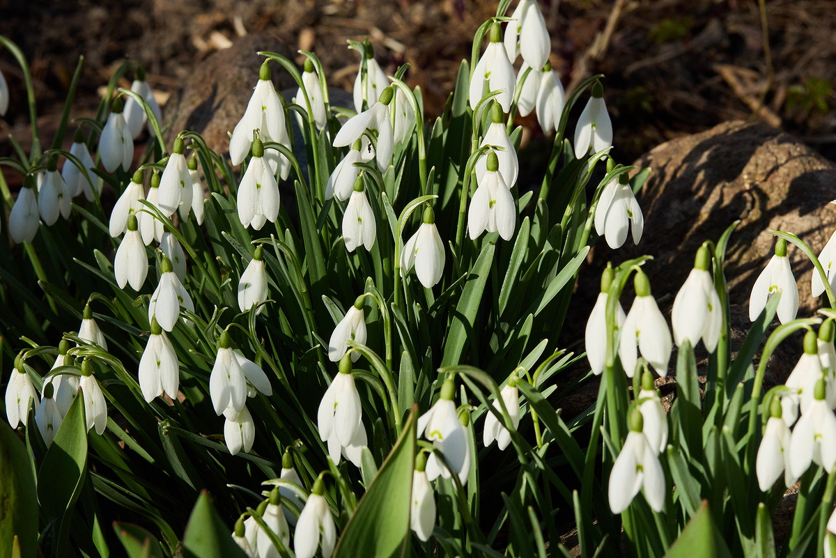 Подснежник Белоснежный