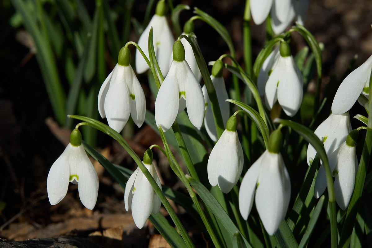 Подснежник Белоснежный