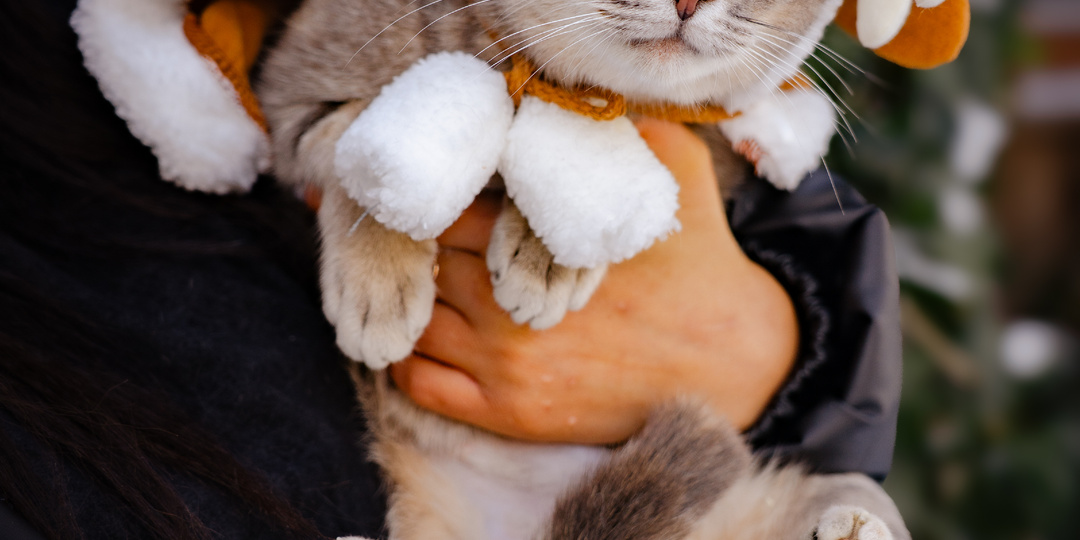 Кошка, едва не попавшая под колеса поезда ищет семью🥺🙏