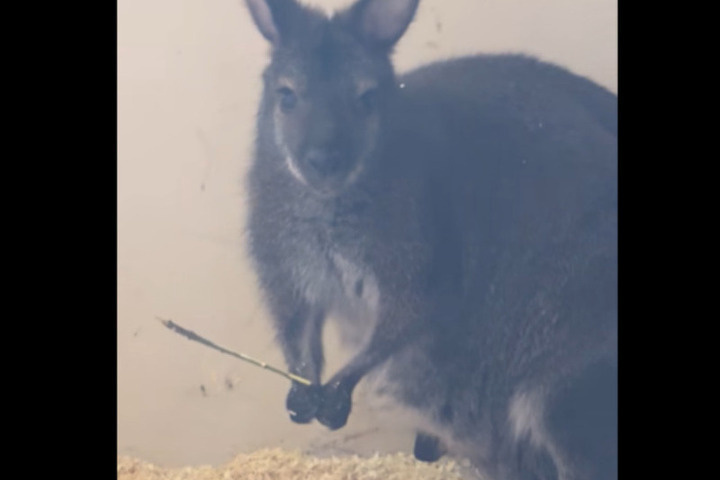 Малыш кенгуру Беннетта появился в Белгородском зоопарке