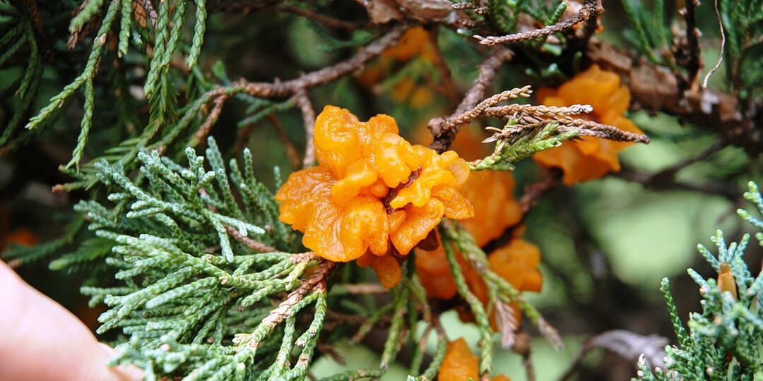 Ёлки-палки на участке: о чём молчат в питомниках, когда продают туи, сосны, можжевельник