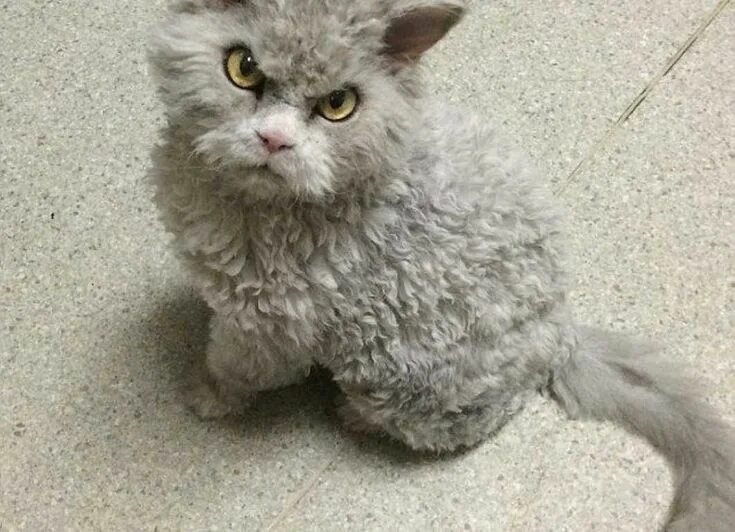 Селкирк-рекс — это выбор для тех, кто:· ищет спокойного, уравновешенного и ласкового компаньона;· имеет семью с детьми (кошка будет терпеливой нянькой);· хочет необычную внешность, но не готов к сложному уходу (уход за шерстью проще, чем у персов);· ценит в питомце спокойствие и ненавязчивость;· готов к небольшой редкой экзотике.Он не подойдёт:· аллергикам (шерсть у селкирков густая и обильная) ;· тем, кто ищет активного, «собачьего» компаньона (селкирки — флегматики);· тем, кто не готов к регулярному, пусть и несложному, уходу за шерстью.Селкирк-рекс — это кошка-медитация. Она будет сидеть рядом, мурлыкать своим густым, вибрирующим мурчанием и смотреть на вас своими круглыми, чуть удивлёнными глазами. И в этот момент вы поймёте, за что эту породу называют «антидепрессантом в овечьей шкуре» .А вы знакомы с селкирк-рексами? Или, может быть, вы уже влюбились в этого кудрявого медвежонка? Делитесь в комментариях! 🐑🐱