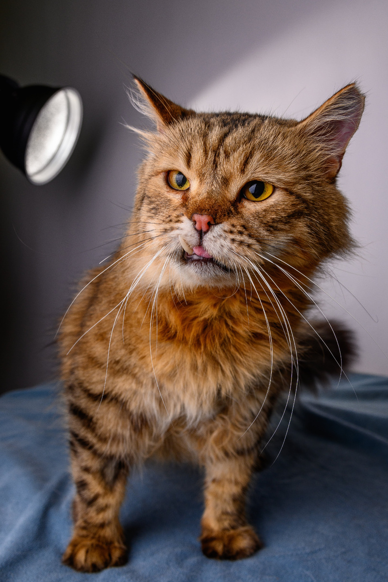 Умный, дружелюбный и невероятно харизматичный котик Флинт ищет дом.