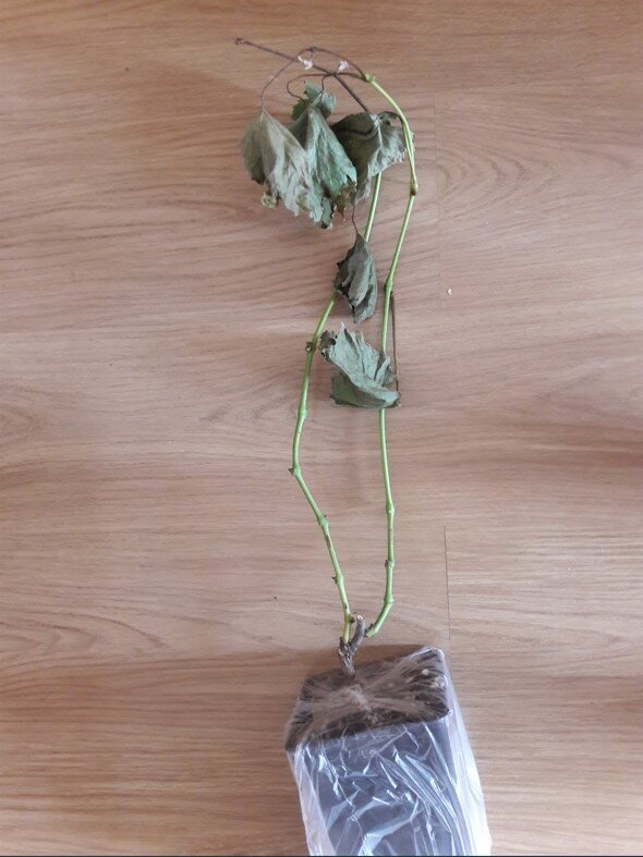 Фото подписчика.  Саженец винограда, который пересылался/перевозился в вегетирующем состоянии и прибыл вот в таком как на фото состоянии  