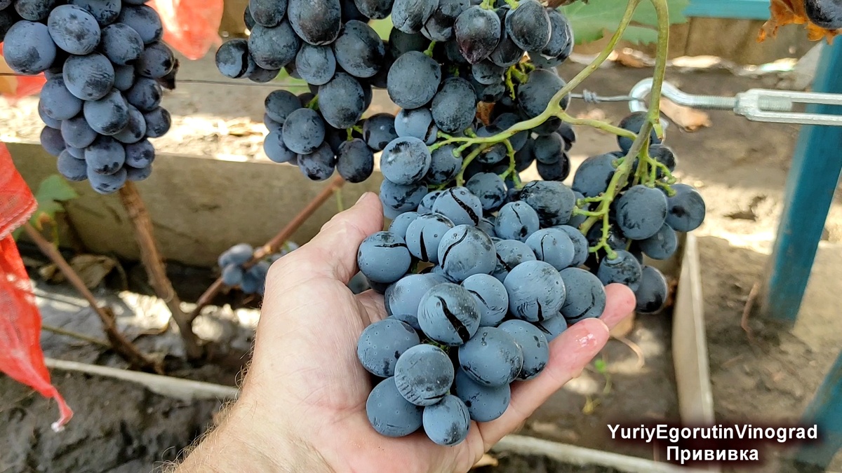 Растрескивание ГФ Шарада ЮА.