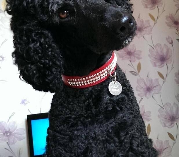 Пудель без розовых очков: почему эта собака утомляет не делами, а присутствием