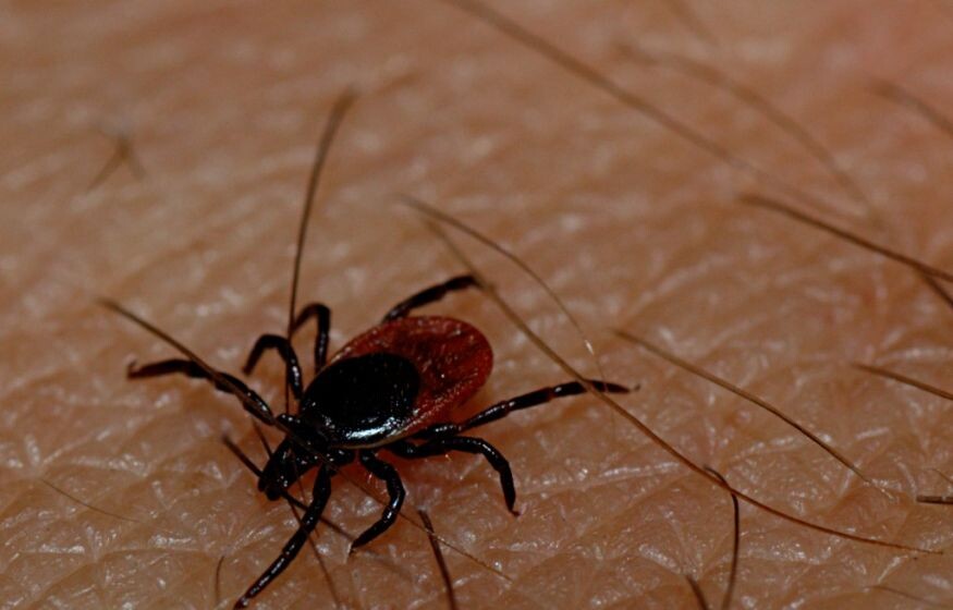    Юг России в опасности. Будьте осторожны! Новый клещ-мутант не боится репеллентов и быстро бегает