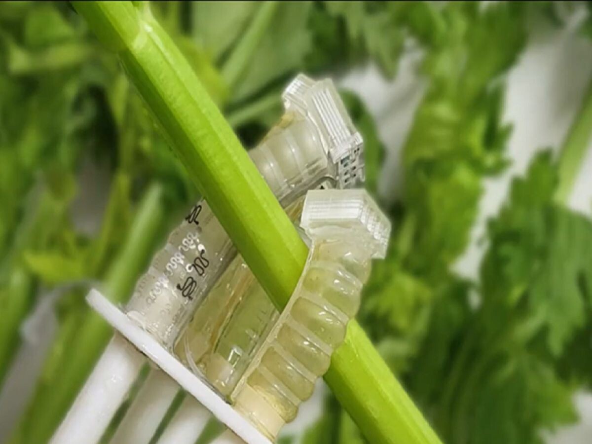    Робот из биоразлагаемых материалов превращается в компост