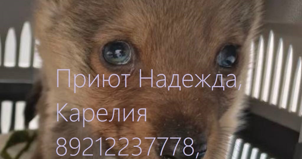 ЕЖИК. Возвращение в Петрозаводск