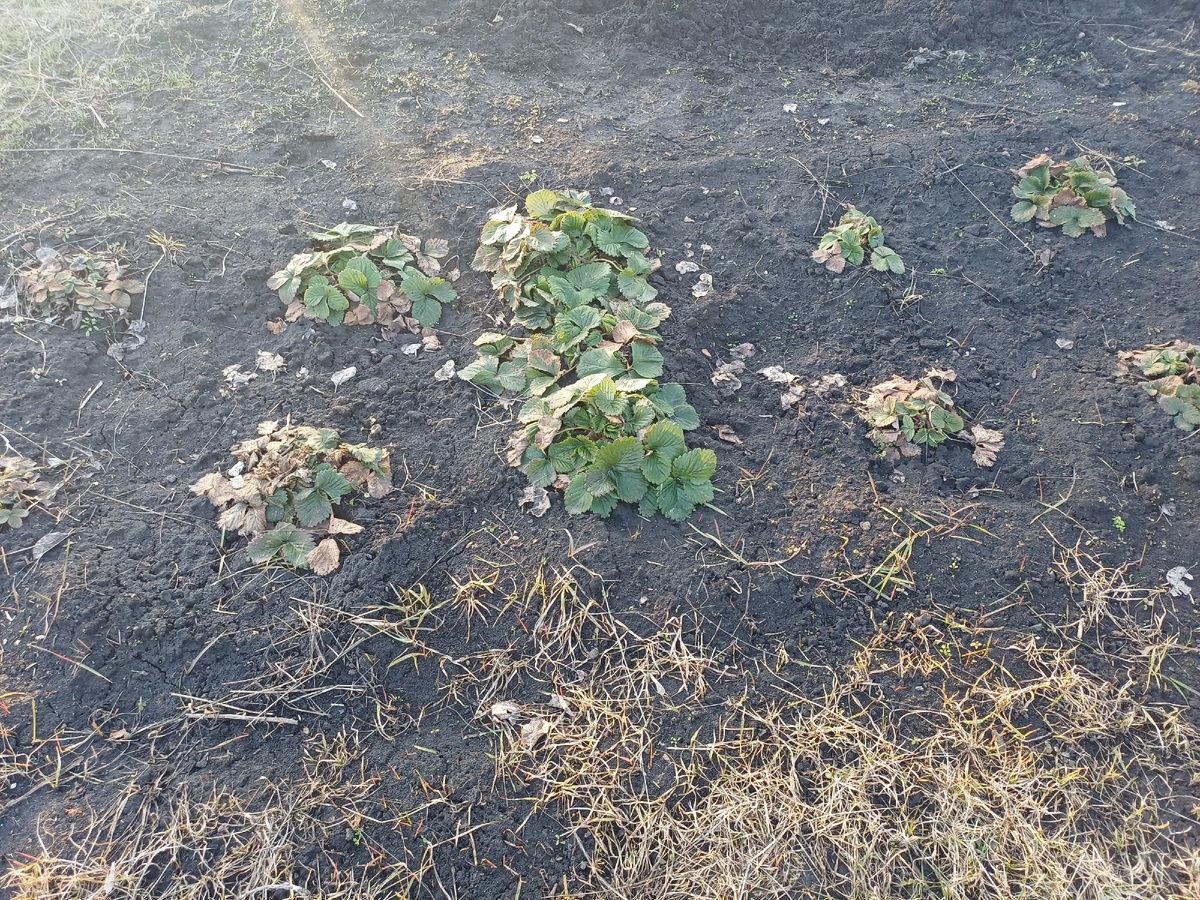 Клубника Гигантела макси