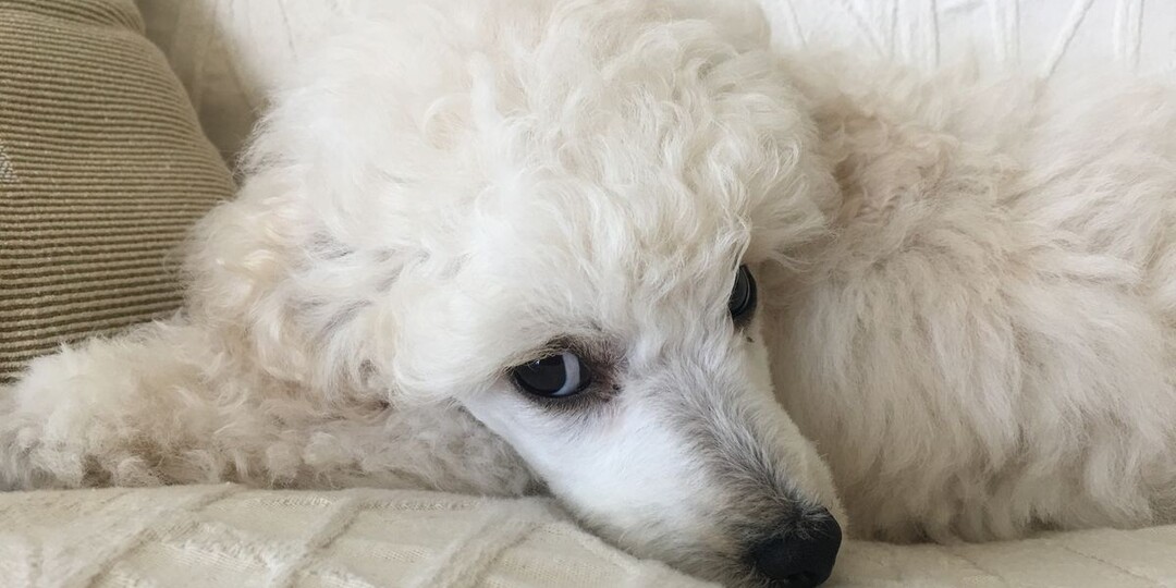 Почему пудель не любит хаос в доме