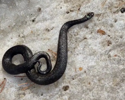    Фото: ТГ "Сережка Говорит"