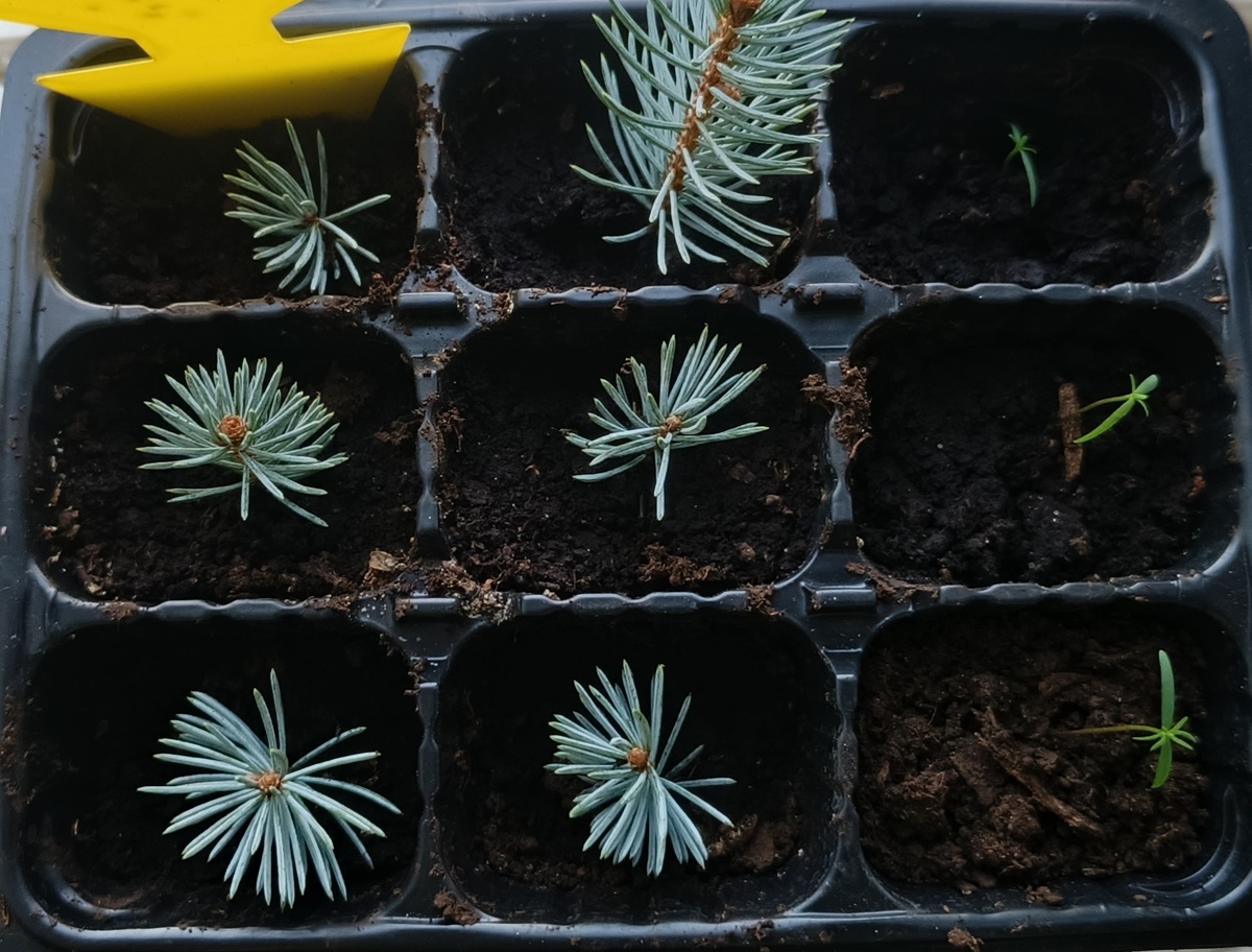 На елях почки пока выглядят живыми, поэтому продолжаю ждать. Туи надо не пересушить в этом сезоне. Еще осталась надежда на черенки, которые зимовали в сугробе, но я не знаю, когда они оттаят.