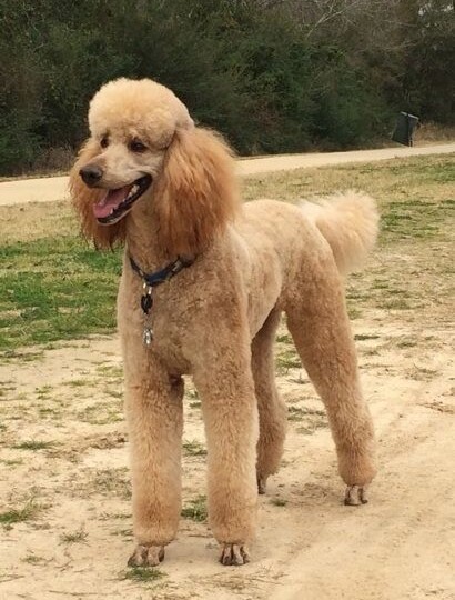 Пудель без розовых очков: почему он быстро считывает слабого хозяина