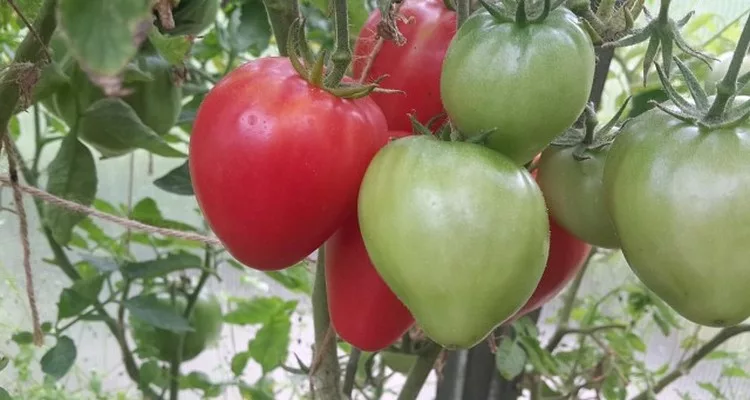 Обязательно в следующем сезоне повторю посадку неприхотливых сортов овощей, которые имеют массу достоинств