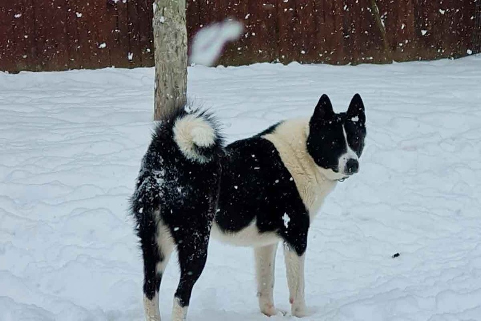    Порода Йоды - «карельская медвежья собака». Фото: предоставлено героиней истории