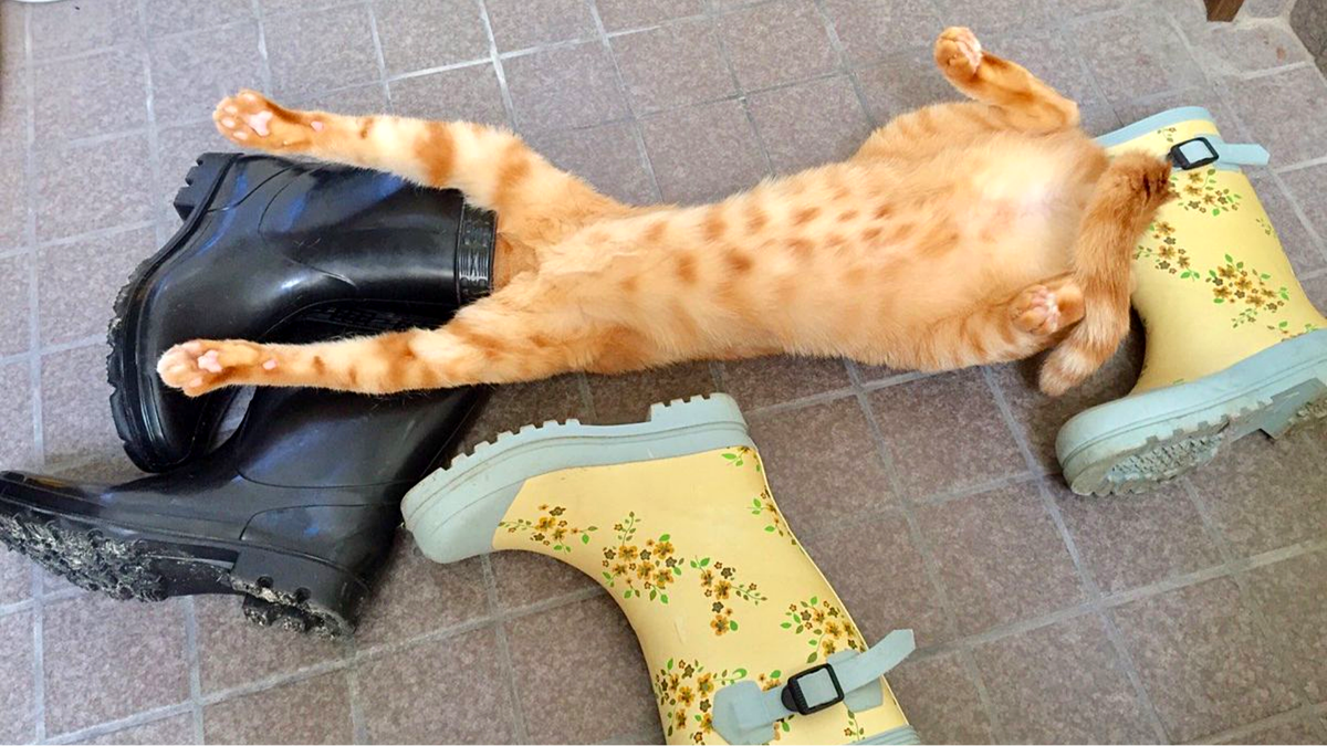 Известно, что кошки могут спать хоть где, хоть когда и хоть как))