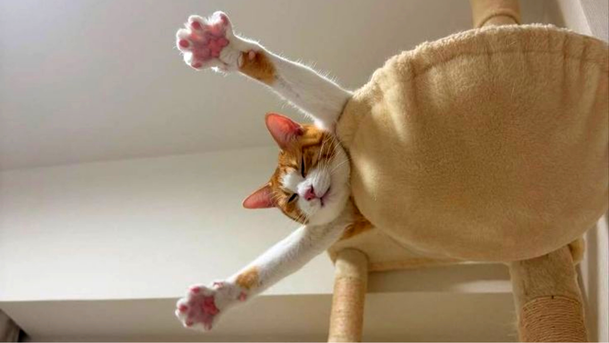 Кошки спят - и вам велят! Стратегия, спасающая во все времена!