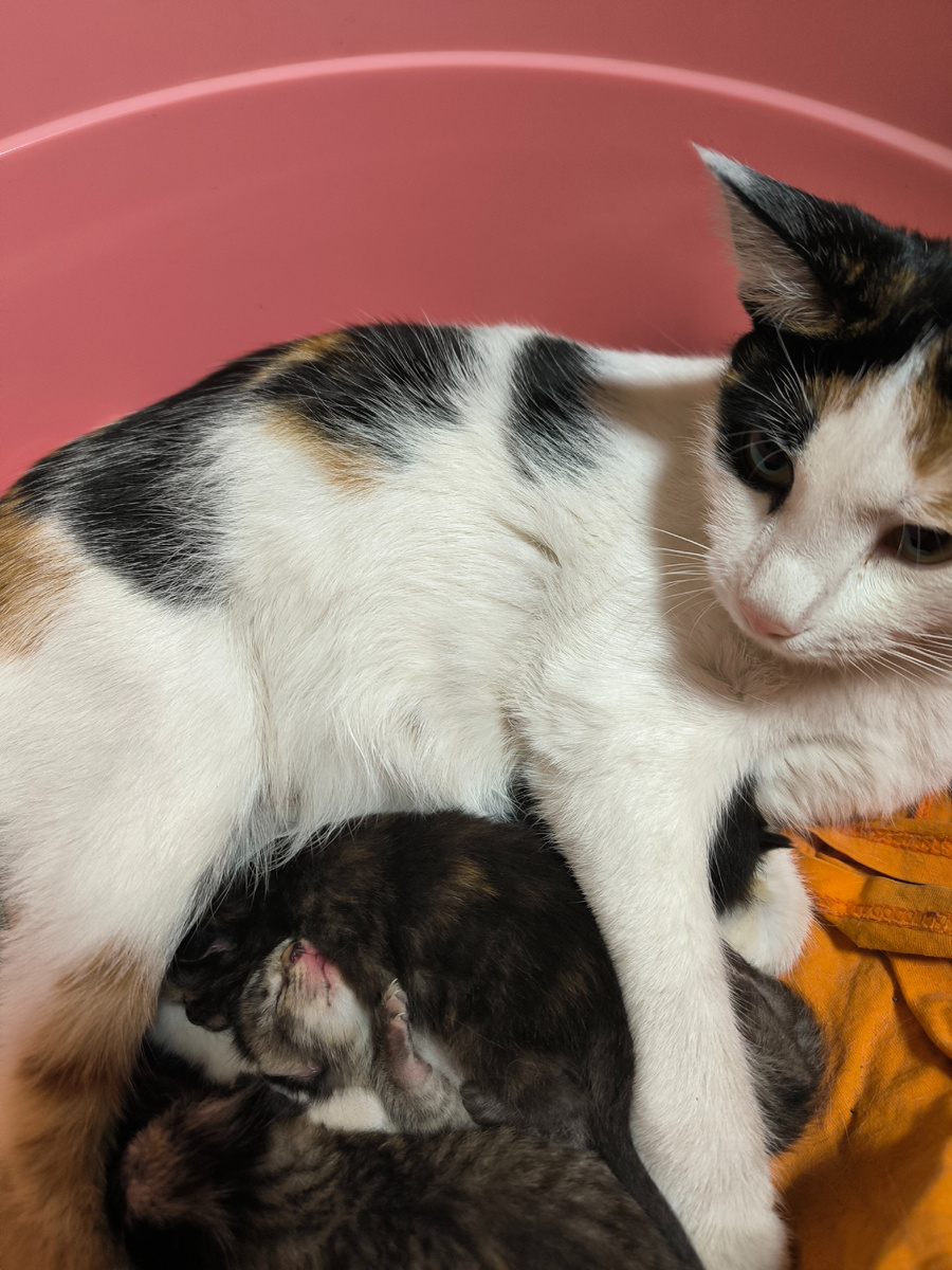 Пушистики мои