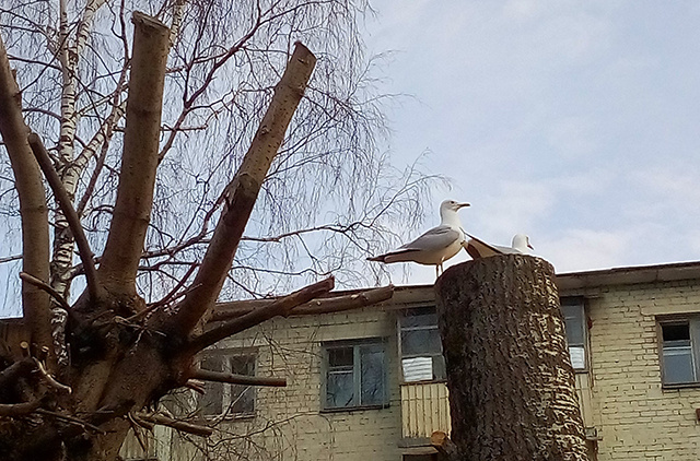 В Тверь прилетели чайки: есть о чем призадуматься
