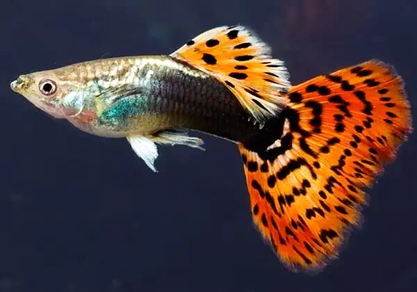 Все о ярких гуппи: от истории до разведения