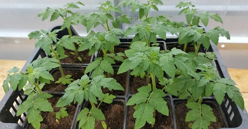 Какой самой первой и важной подкормкой я подкармливаю рассаду томатов, перцев чтобы рассада была крепкой, с мощной корневой системой