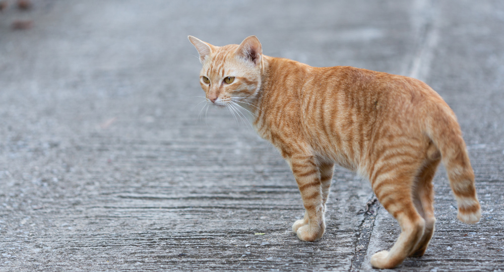 Кот сидел у подъезда девять дней. На десятый он пошёл за ней