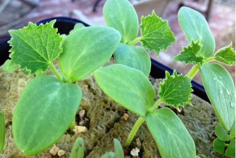 Что кладу в грунт для выращивания рассады огурцов чтобы выросла крепкой и здоровой